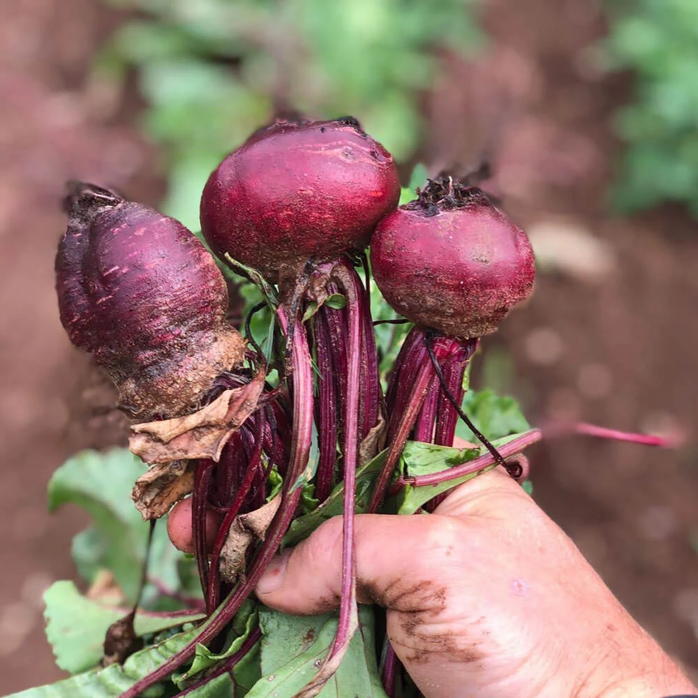 Beetroot & Blue Cheese Salad Image 1