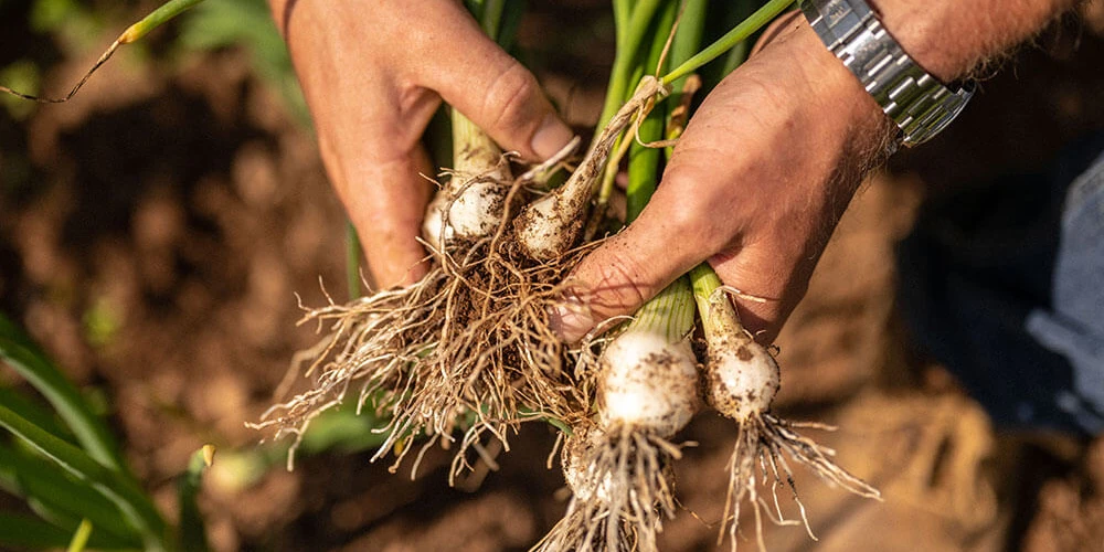 May in The Farm Table