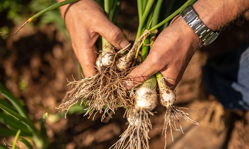 May in The Farm Table