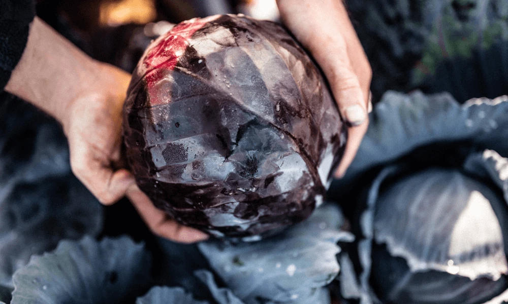 Michael Caines' Braised Red Cabbage Image 2