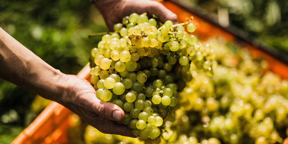 INDEPENDENT ENGLISH WINE AWARDS 2026