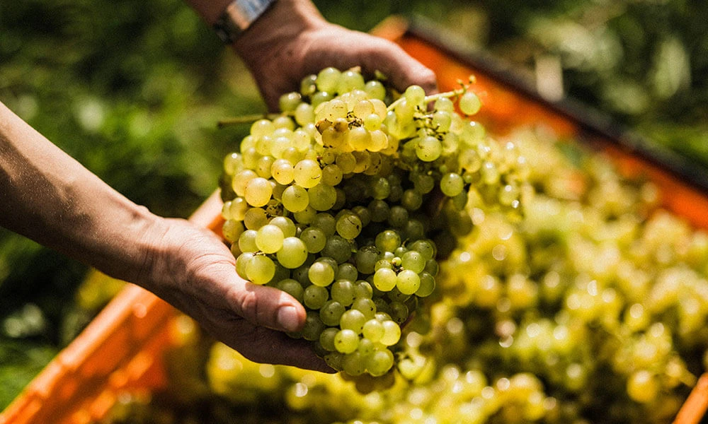 INDEPENDENT ENGLISH WINE AWARDS 2026