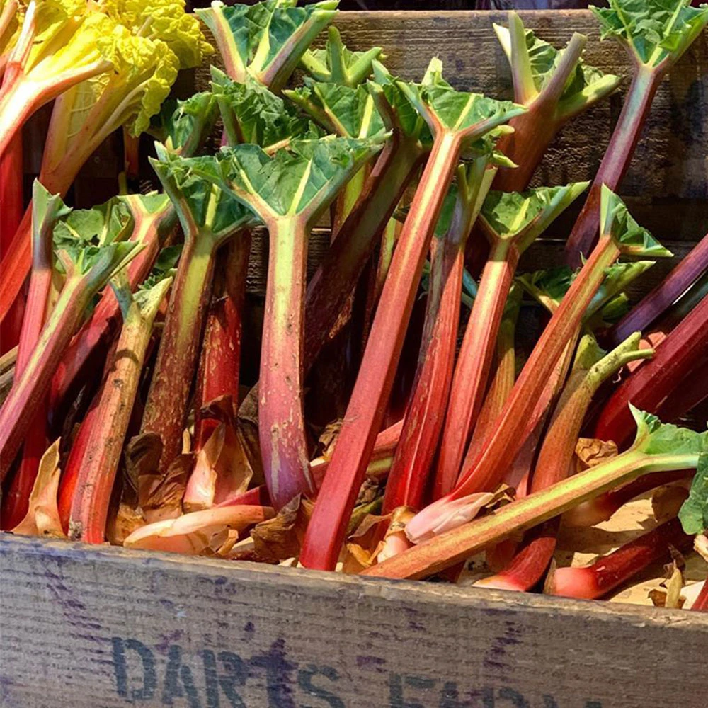 Rhubarb and Gingernut Cheesecake Image 1