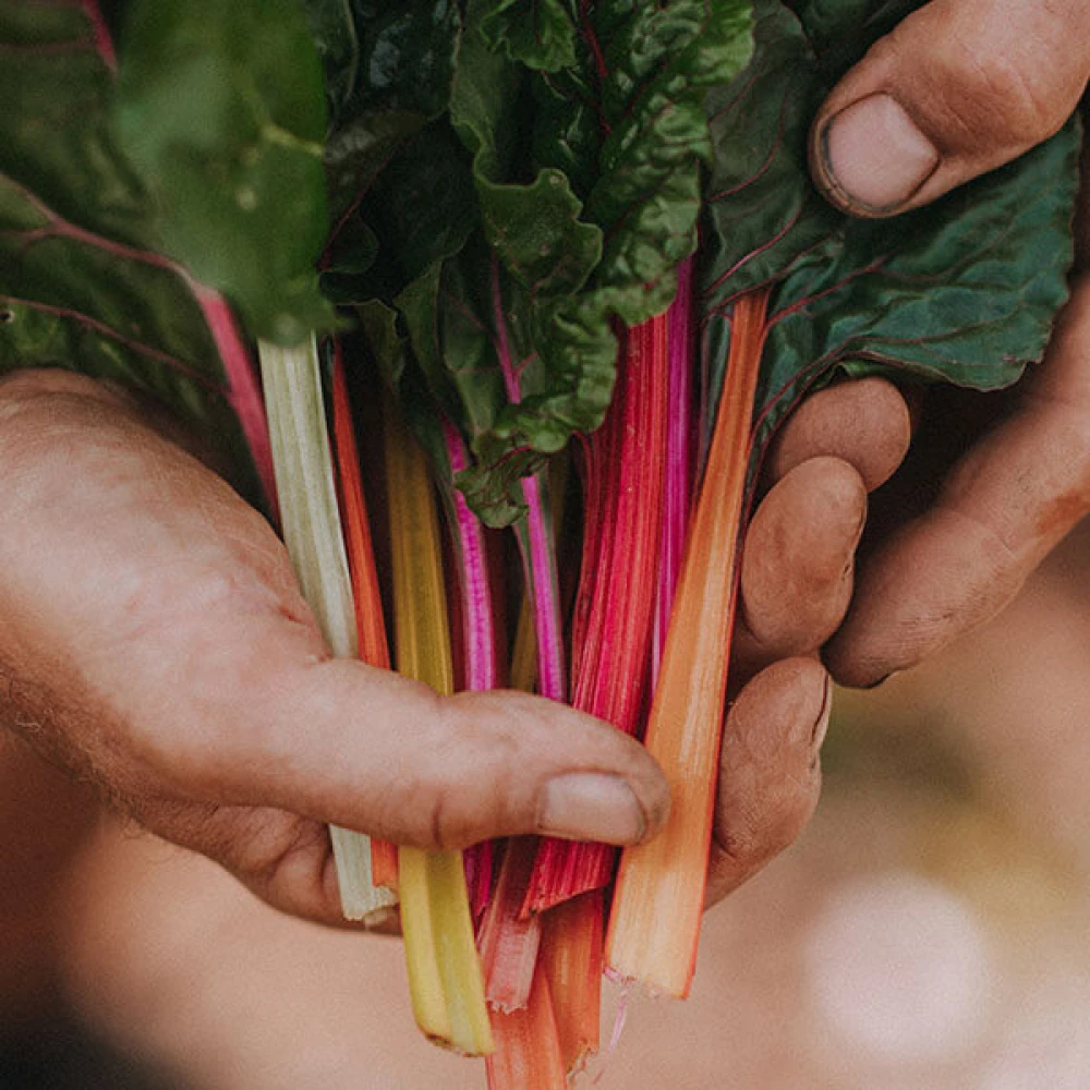 Darts Farm Chard with Garlic, Quinoa, Tomatoes and Parsley Image 1