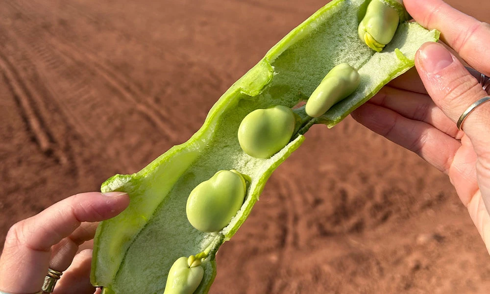 Whipped Broad Beans Image 2