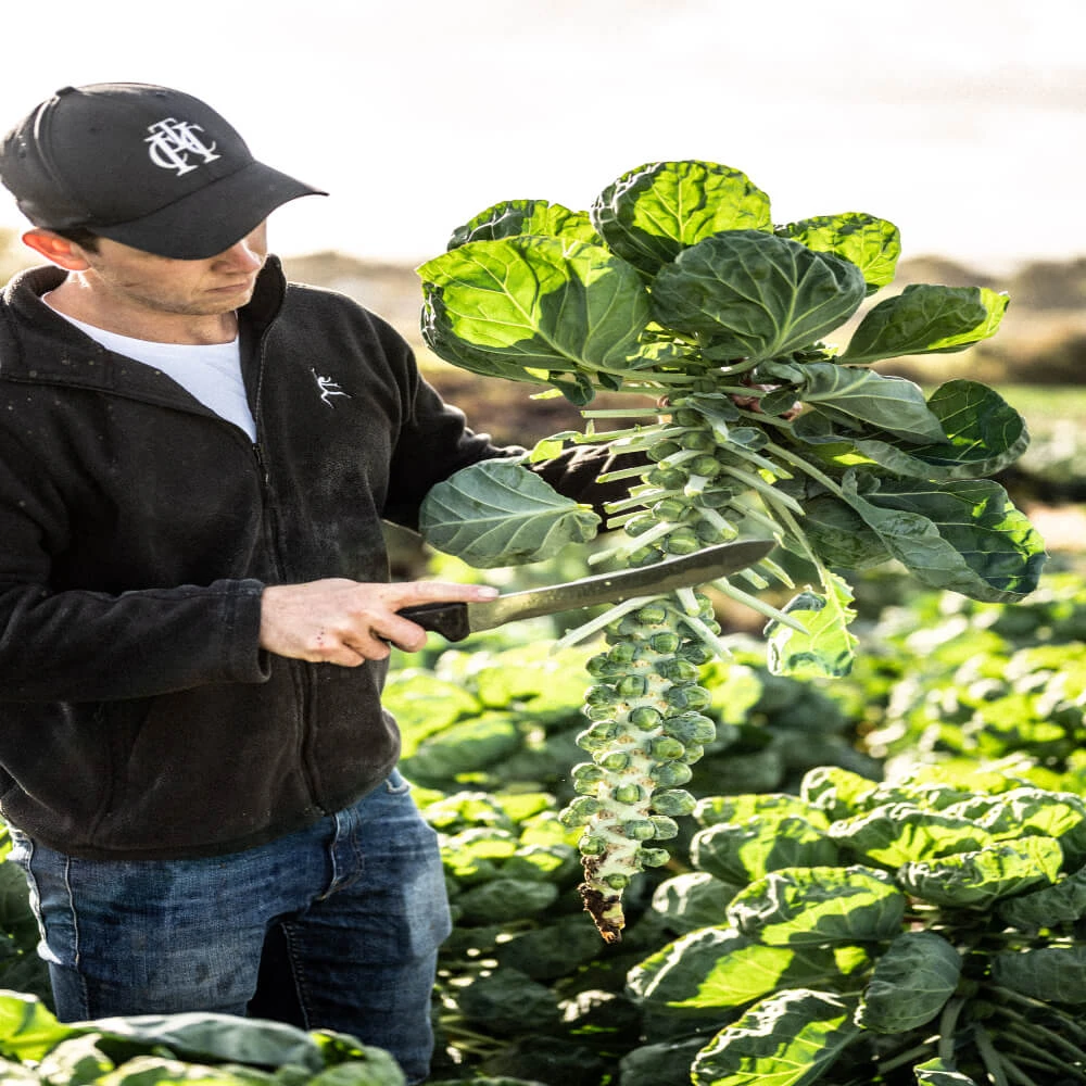 Roasted Sprouts, Brussels Sprout Kimchi, & Pickled Sprout Leaf Image 1