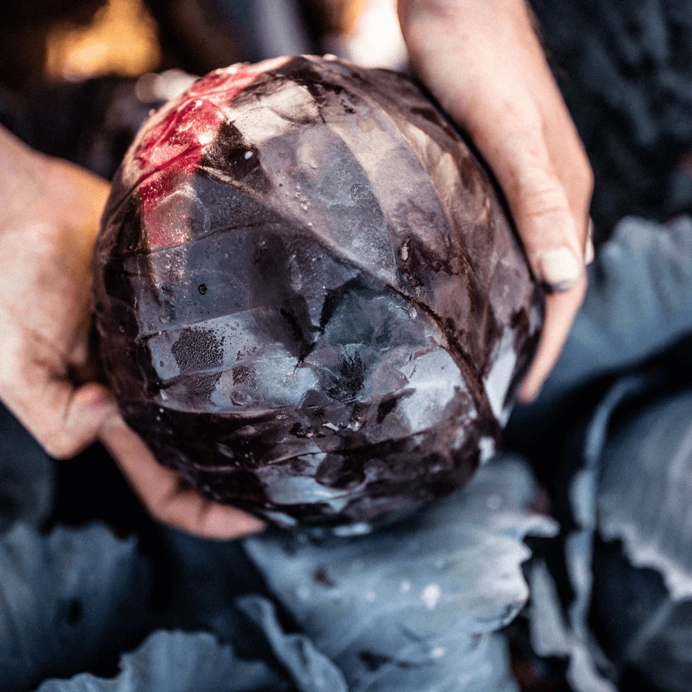 Darts Farm Spiced Red Cabbage Image 1