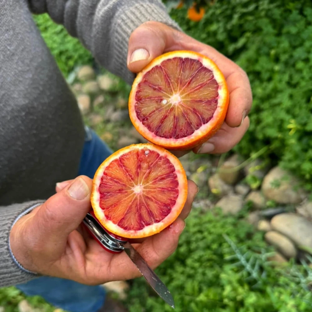 TAROCCO FIRE  BLOOD ORANGE CAKE Image 1