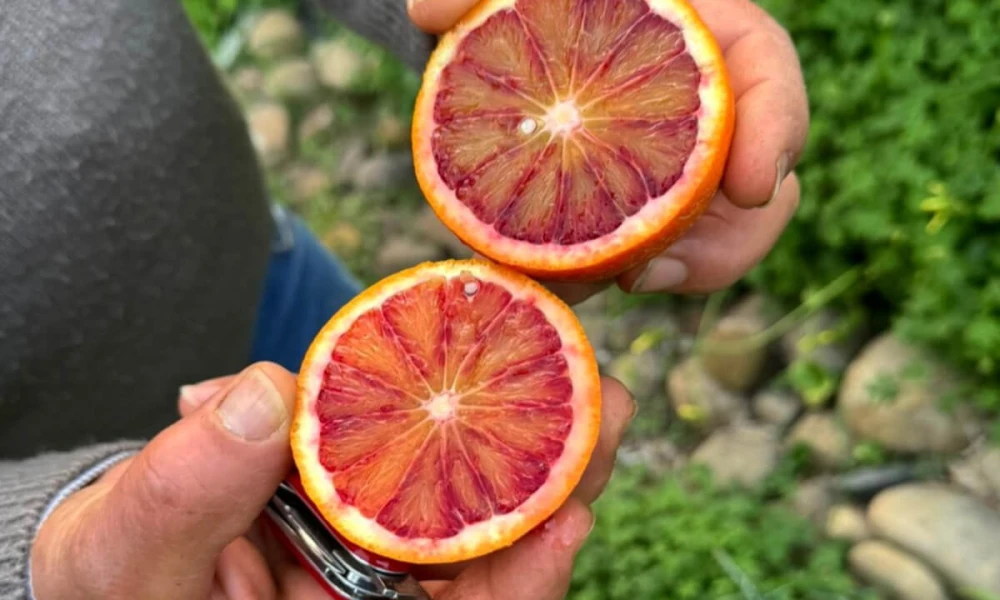 TAROCCO FIRE  BLOOD ORANGE CAKE Image 2