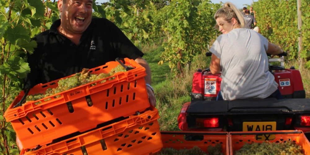Pebblebed Vineyard Community Harvest 2026