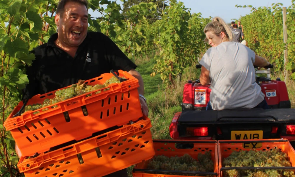 Pebblebed Vineyard Community Harvest 2026