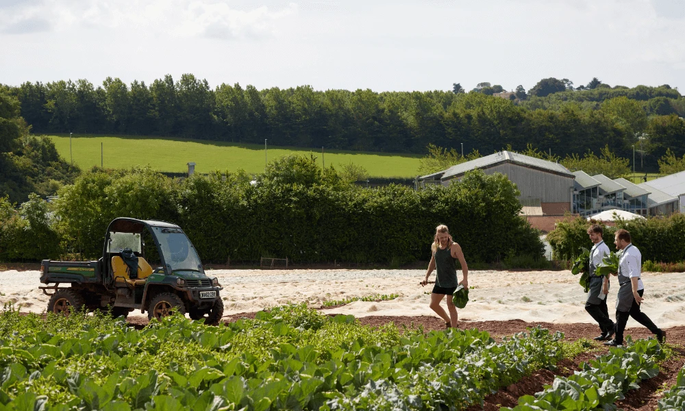 Darts Purple Sprouting Broccoli & Chew Vally Stracciatella Salad Image 2