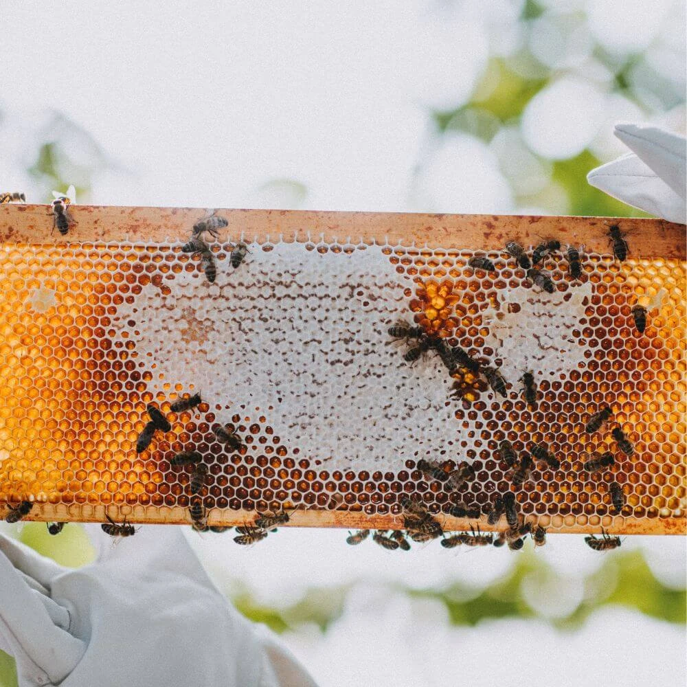 Honeyed Carrot Cake Image 1