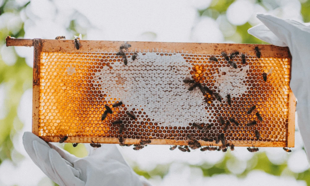 Raw Honey, Real Benefits