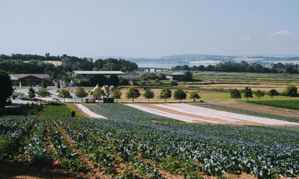 August in The Farm Table
