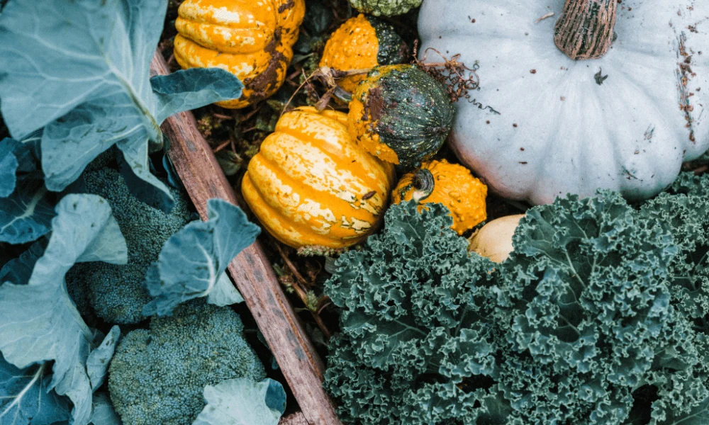 Grilled Romanesque and Crown Prince Squash Romesco