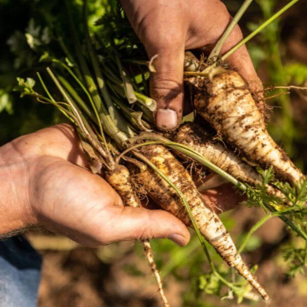 Darts Ruby Red Roasted Topside, Parsnip Colcannon, Chestnut and Horse Radish Bread Sauce Image 1