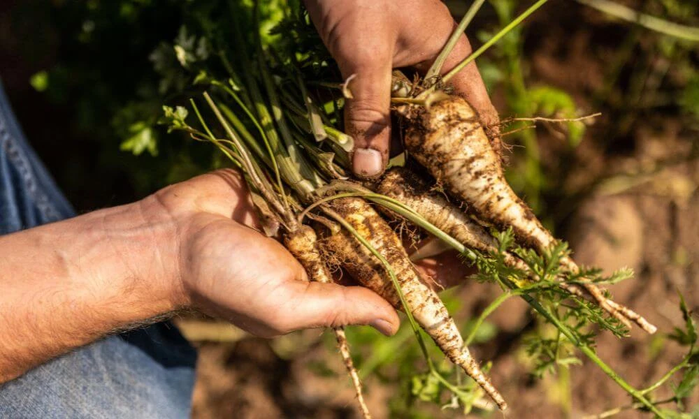Warm Parsnip, Pear & Beenleigh Blue Cheese Salad