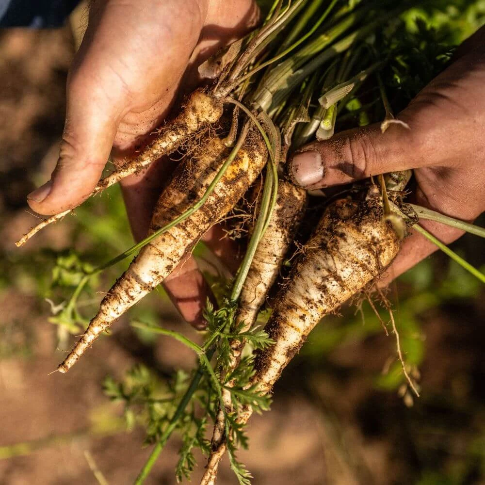 Creedy Carver duck breast warm salad, turnip, kale, pickled apple, Sandford orchards cider dressing. Image 1