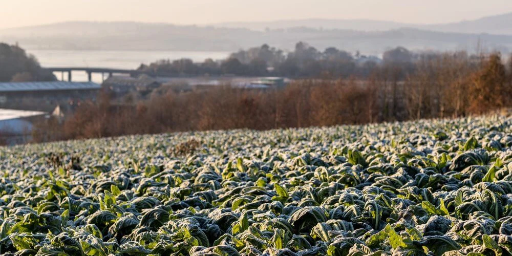 From Farm to Festive Table