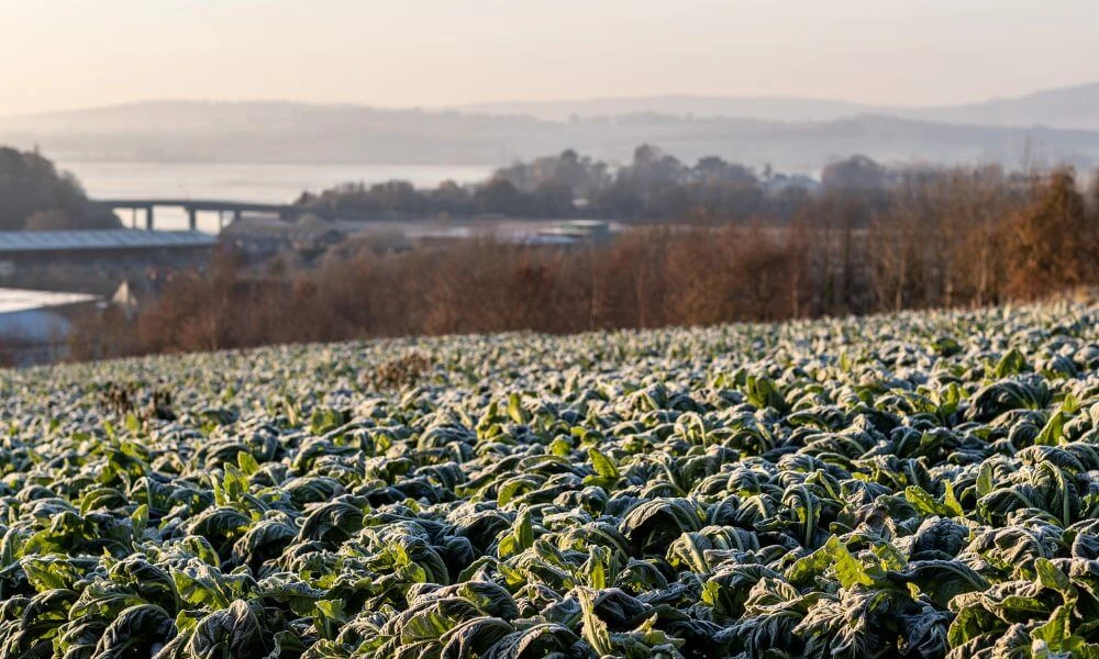 From Farm to Festive Table