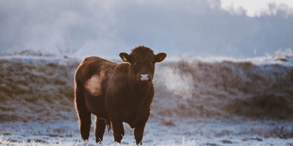 December in The Farm Table