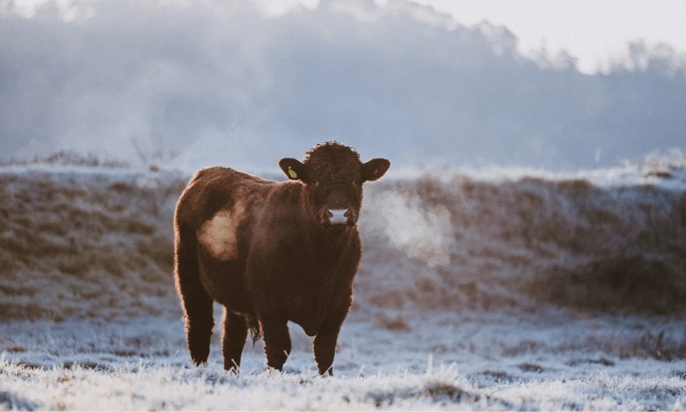 December in The Farm Table