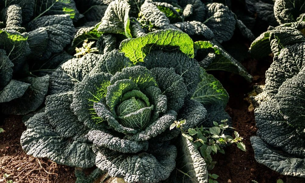 Roasted hot honey cabbage with squash, chorizo & chestnuts