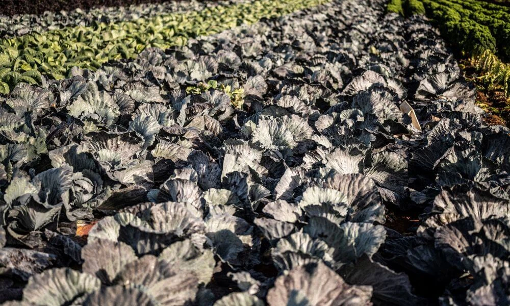Darts Farm Spiced Red Cabbage Image 2