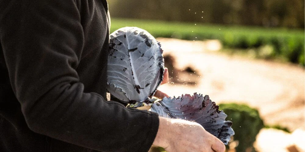 Darts Farm Spiced Red Cabbage