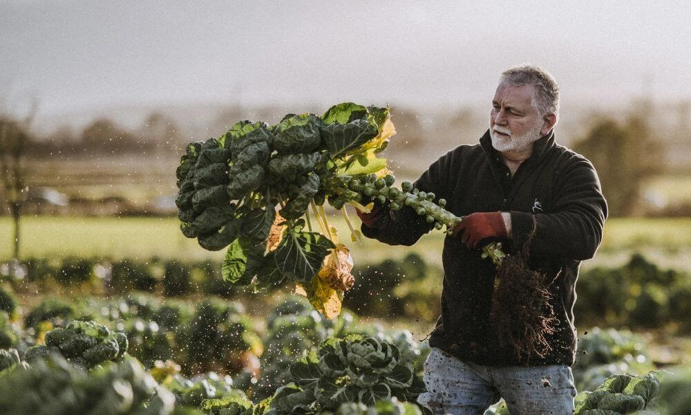 Darts Farm Brussel Sprouts, Pancetta & Chilli Jam