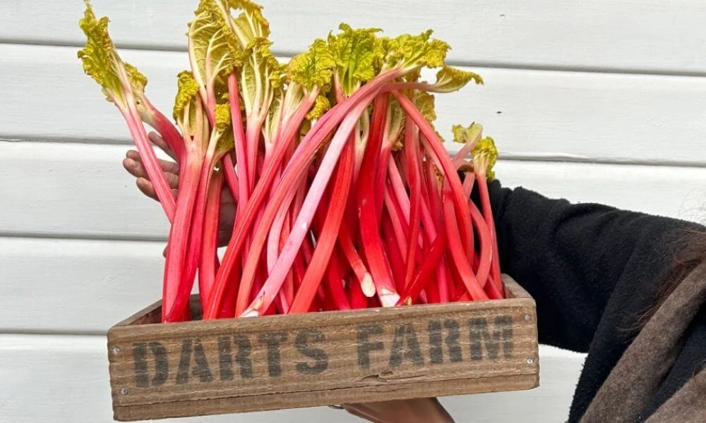 Stewed Forced Rhubarb & Vanilla Cream