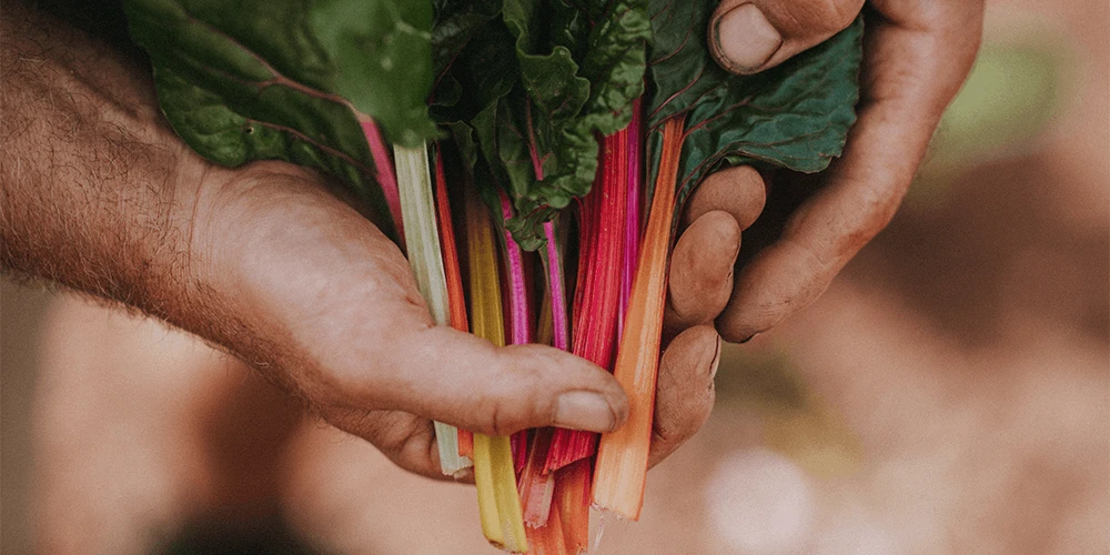 Rainbow Chard; with Pine Nuts, Parmesan, Basil & Parsley