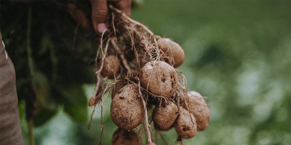 Sally's BGE Curried Potatoes