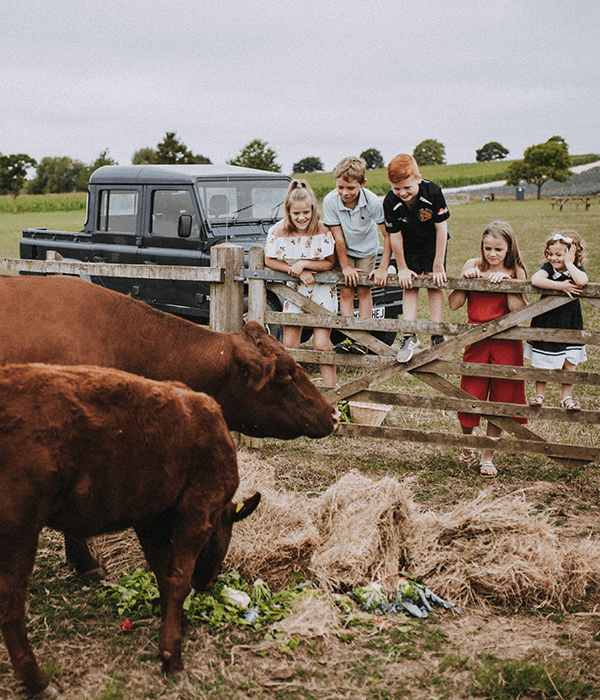 animal-corner-children-darts-farm-exeter_600x700