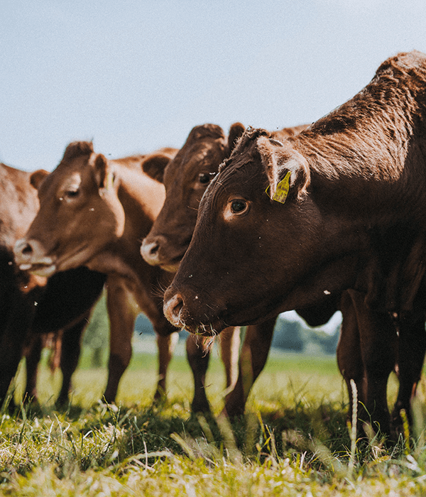 ruby-red-cattle-darts-farm-exeter_600x700