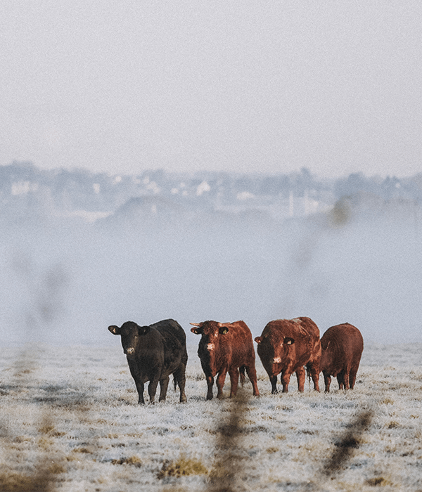 frosty-fields-cattle-ruby-reds-darts-farm-devon_600x700