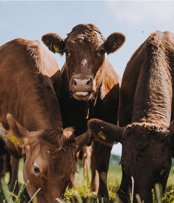 cattle-ruby-reds-darts-farm-exeter_600x700