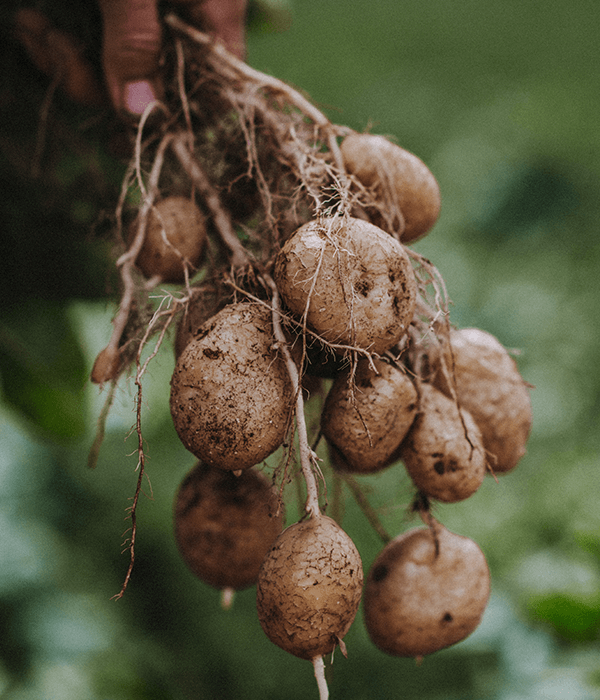 potatoes-our-farm-darts-exeter_600x700