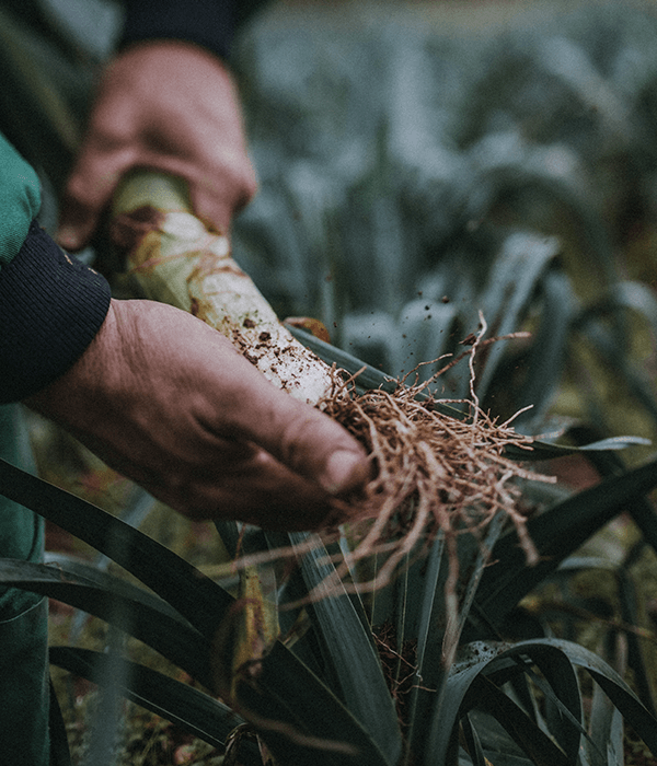 our-farm-leeks-farming-darts-exeter_600x700