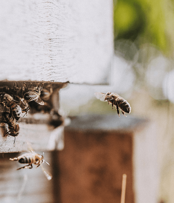 darts-honey-bees-fresh-own-darts-farm-devon_600x700