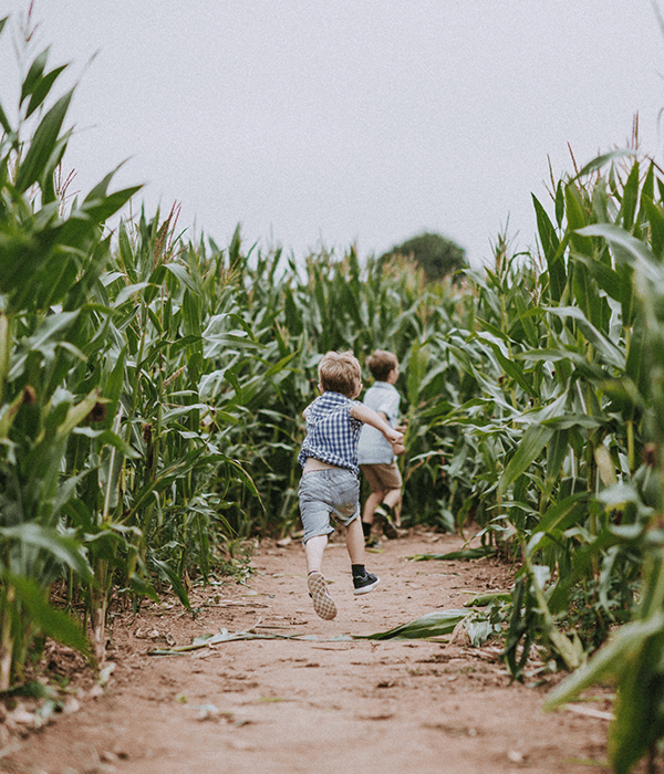 maize-maze-summer-fun-for-children-and-charity-darts-farm-devon-exeter_600x700