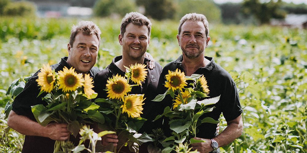 Our Pick Your Own Sunflowers are ready