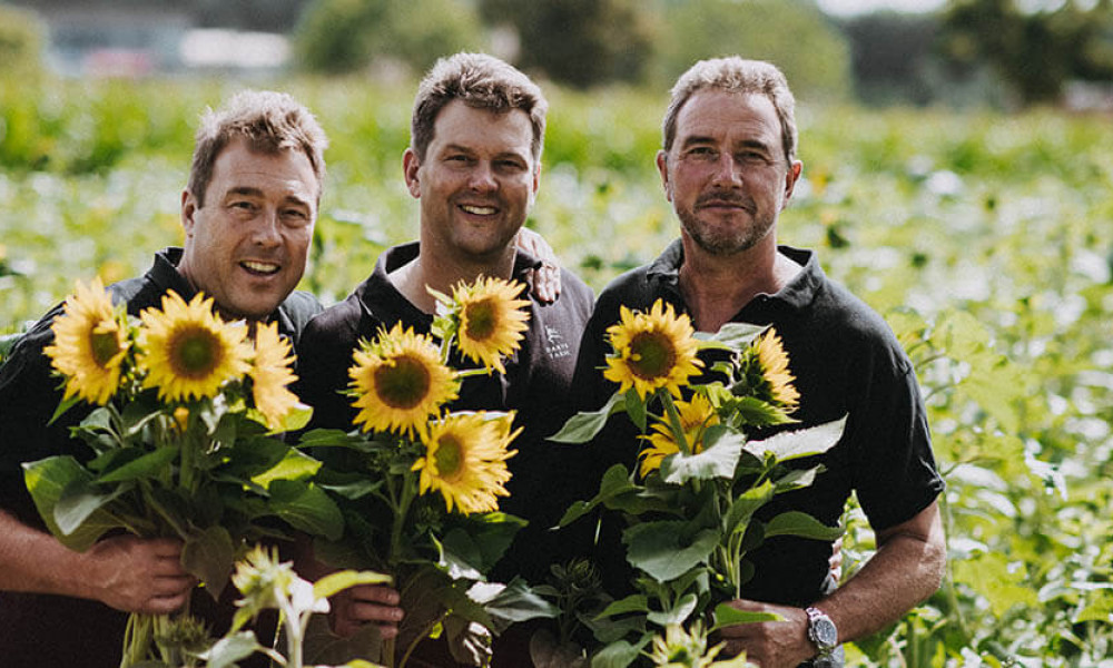 Our Pick Your Own Sunflowers are ready