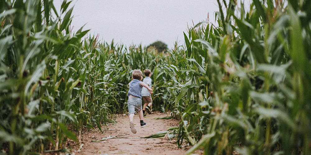 Our Amazing Maize Maze is now open