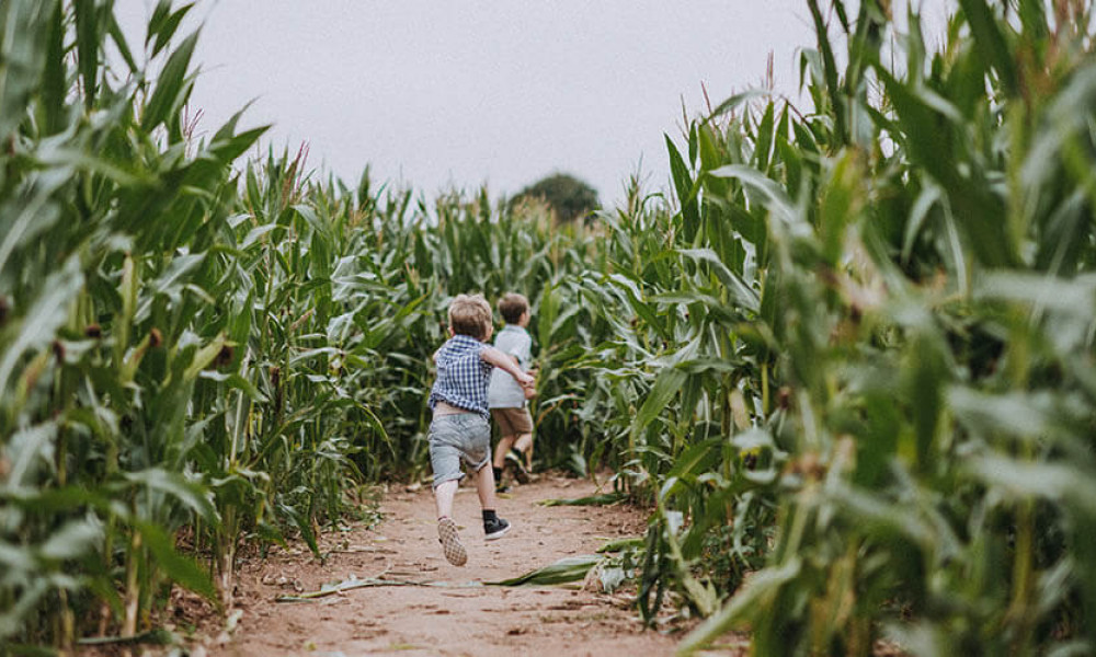 Our Amazing Maize Maze is now open