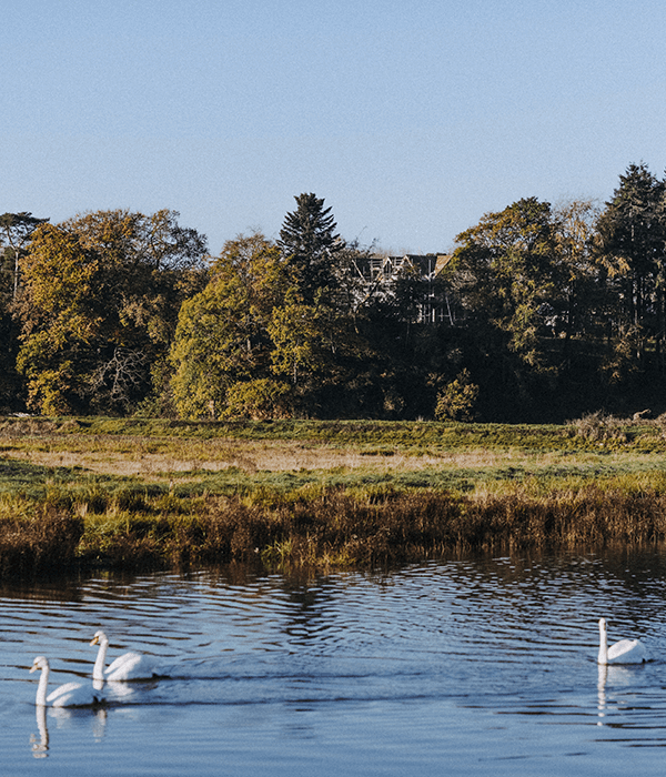 swans-exe-estuary-wetlands-rspb-nature-darts-farm-topsham_600x700