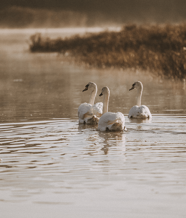 swans-rspb-wetlands-exe-estuary-darts-farm-exeter_600x700