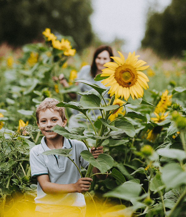 pick-your-own-sunflowers-children-charity-hospiscare-darts-farm-devon_600x700
