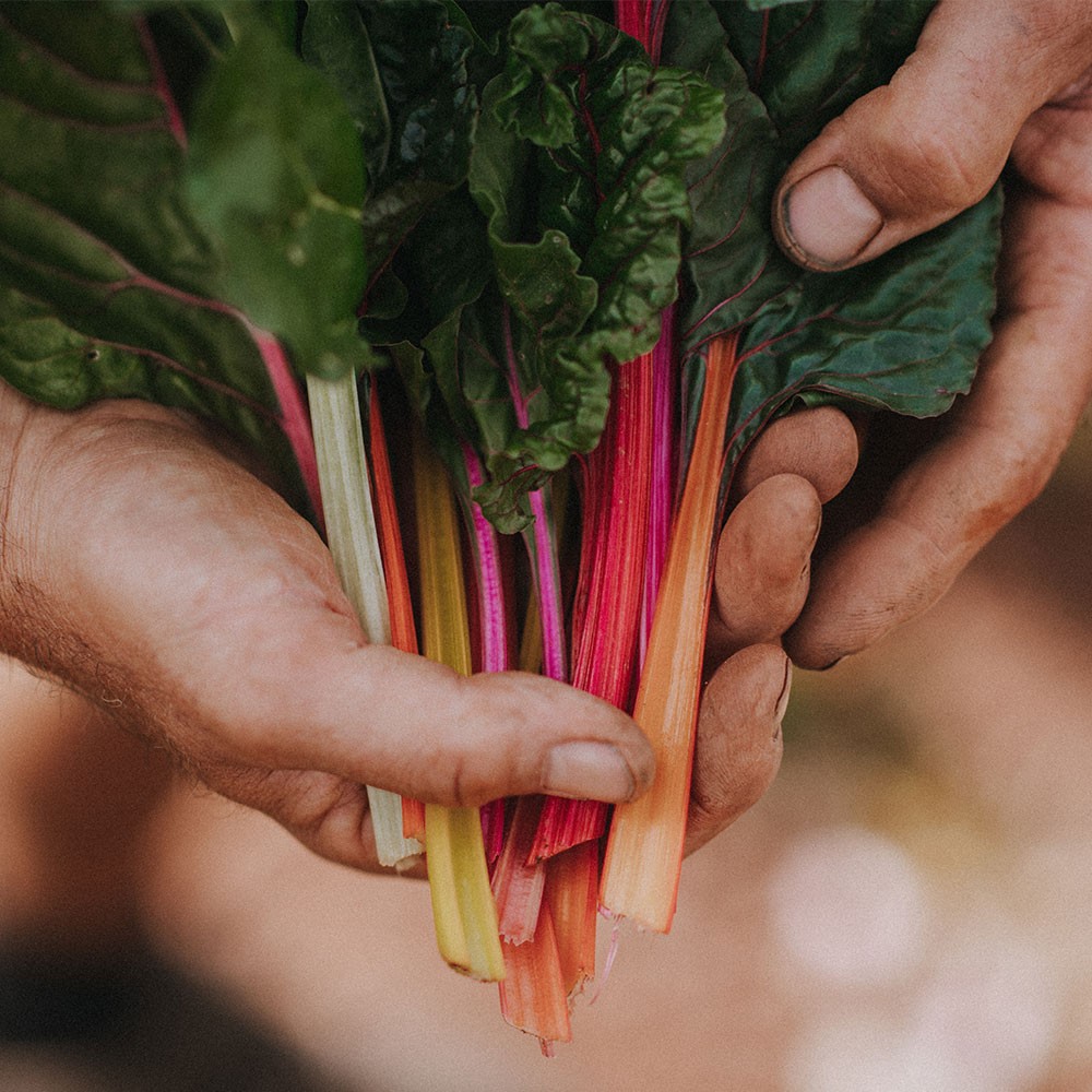 Rainbow Chard, with Pine Nuts, Parmesan, Basil & Parsley Image 1